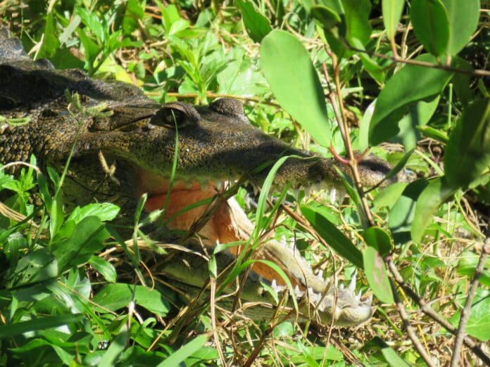 Aparece cocodrilo en la colonia Colosio de Playa del Carmen; llaman a respetar la fauna