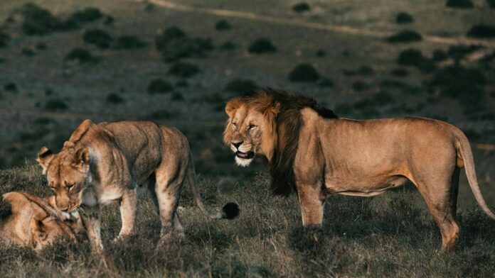 Niño de siete años sobrevive durante cinco días dentro de parque safari en Zimbabue