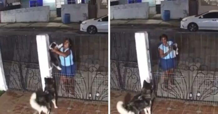 Video: Mujer roba a perrito de una casa en Tampico para revenderlo en redes sociales