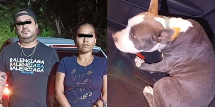 Detienen a dos personas de Tulum que se robaron un cachorro de un pitbull en Mérida. Ahora deberán responder por su delito.