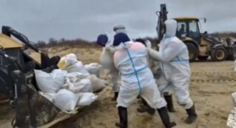 Murieron más de 30 delfines por un derrame de petróleo en Rusia. Otras especies han muerto en las últimas semanas.