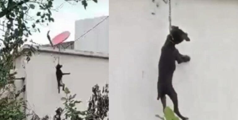 Maltrato animal en Cancún; muere perrito ahorcado en la 259, fue amarrado en una azotea