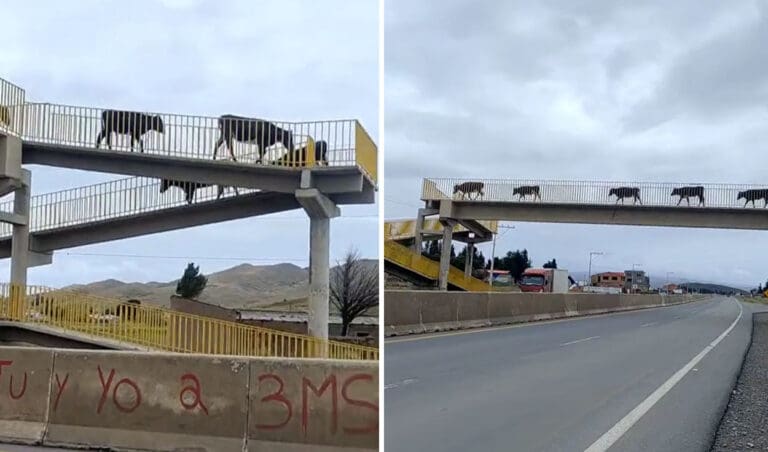 VIDEO: Vacas sorprenden al usar puente peatonal para cruzar la carretera y usuarios bromean