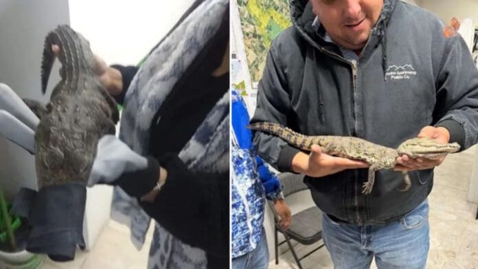 Cocodrilo es hallado congelado en basurero de Chihuahua