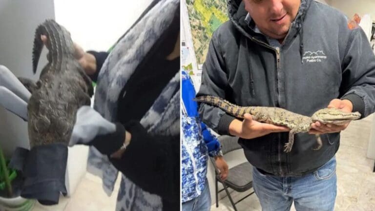 Cocodrilo es hallado congelado en basurero de Chihuahua