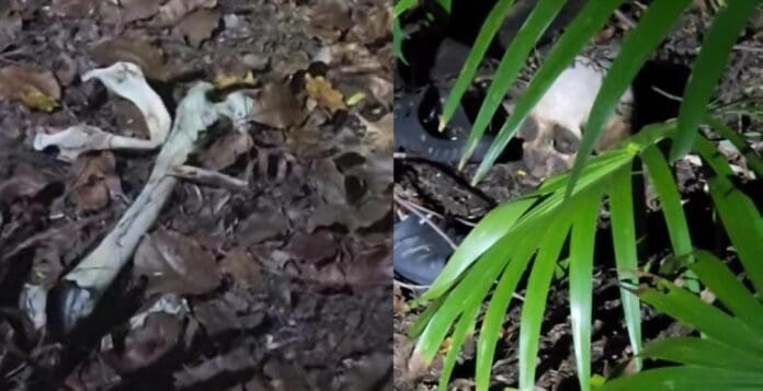 Hallan restos humanos cerca del bulevar Bahía de Chetumal. Se reportó que había un cráneo, varios huesos y unos zapatos.