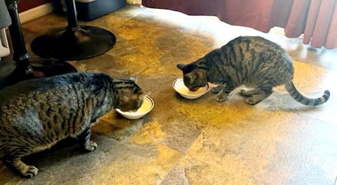 Mata hombre a sus gatos tras darles leche cruda en EU; pensó que era más saludable