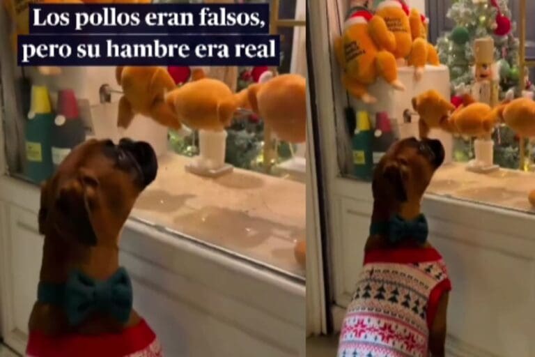 VIDEO: Perro causa risas en redes sociales al lamer un aparador donde se asaban pollos de peluche