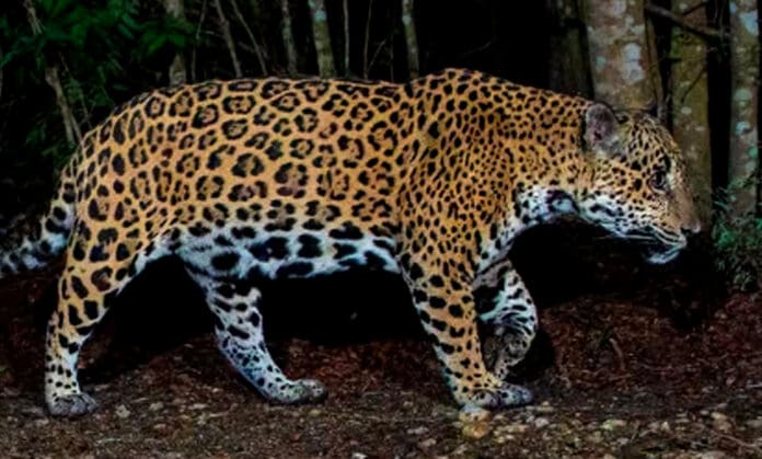 Video: En San Luis Potosí hombre mata a jaguar por “meterse con mi ganado”