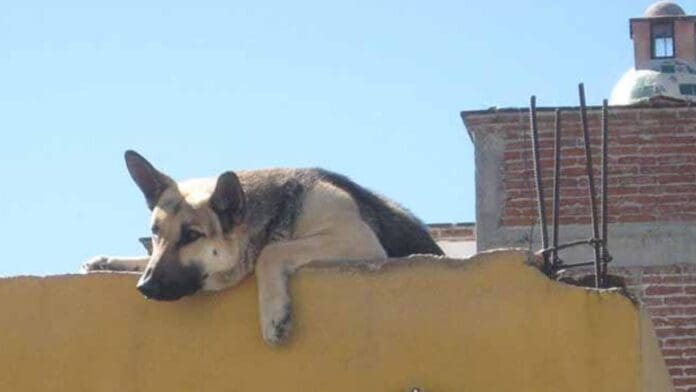 Video: Hombre golpea a perrito en Hidalgo; lo azota contra la loza y lo patea