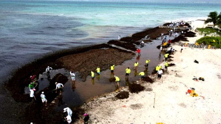 Prevén arribo de 50 mil toneladas de sargazo a Quintana Roo en 2025