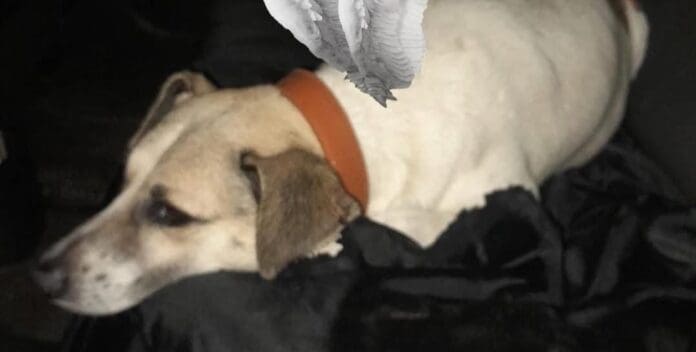 Denuncian que una perra y su recién nacido murieron en Cancún tras ser abandonados. Una terrible historia.