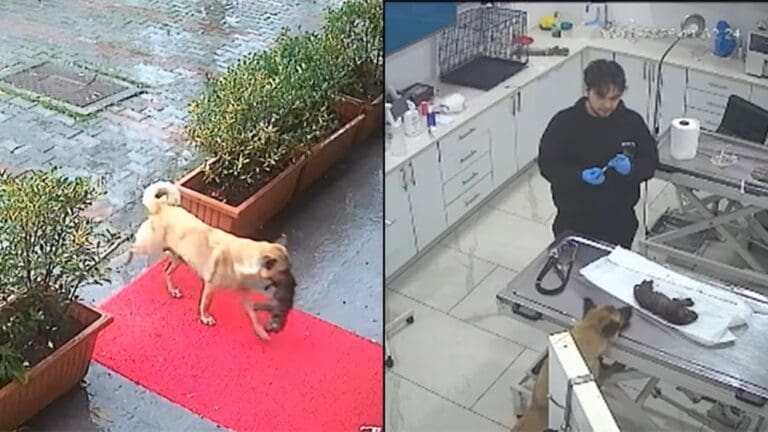 Video: Perra lleva a su cachorro moribundo a una veterinaria para salvarle la vida