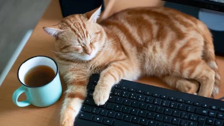 Gata deja a su dueña sin trabajo al enviar su carta de renuncia desde la computadora