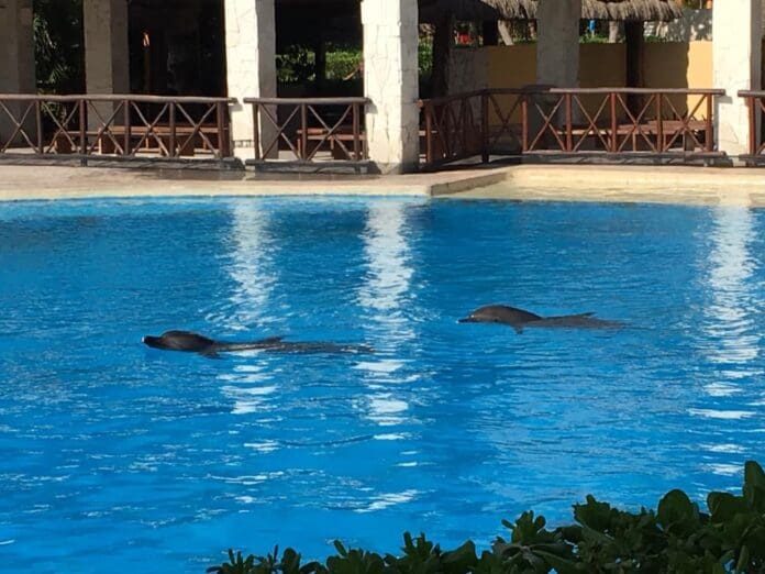 Denuncian muerte de tres delfines en el delfinario del hotel Barceló Riviera Maya: las habría matado el macho Alfa