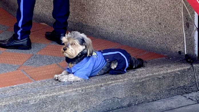 Video: Llega “Celadog”, perrito con tierno uniforme para ir a “trabajar”