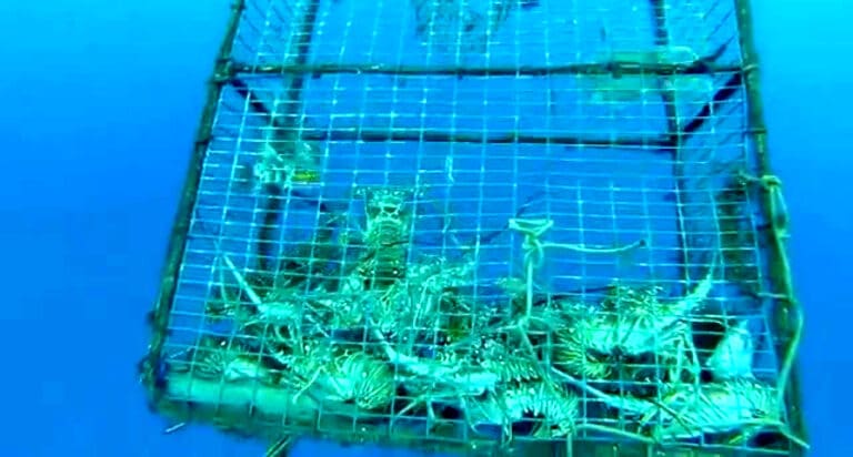 Langostas del Caribe se venden más en Asia que en supermercados de Quintana Roo