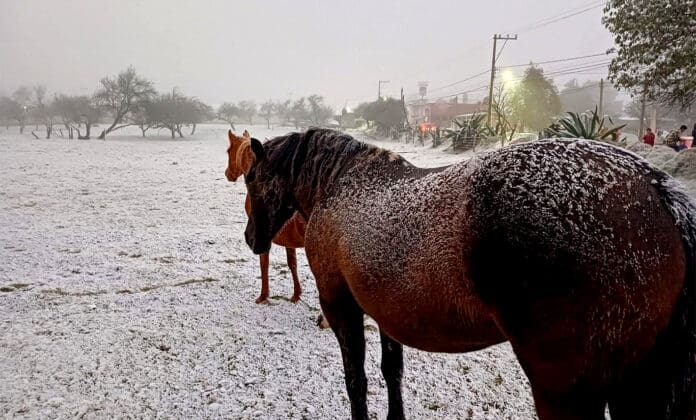 Video: Nevó en la sierra de Veracruz por primera vez en casi 20 años