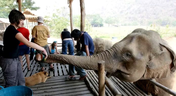 ¡Insólito!: Corte de EU niega liberar cinco elefantes porque 