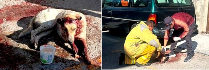 Conmociona crueldad animal contra perrito en Ixmiquilpan, Hidalgo