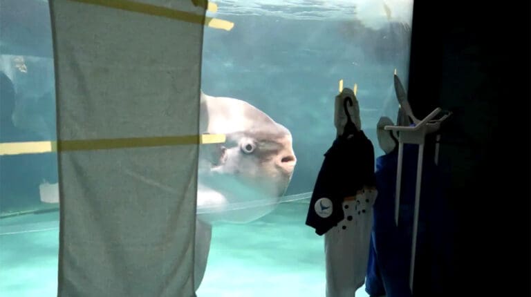 Video: Se recupera pez luna “enfermo” con siluetas humanas, en Japón