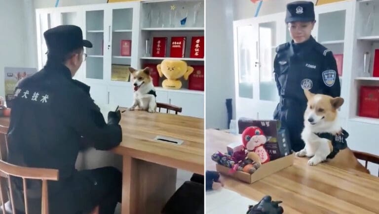 Video: Perro policía pierde sus bonos laborales por dormir en el trabajo y orinar en su comedero