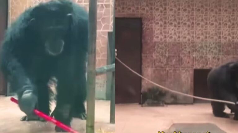Video: Chimpancé se vuelve viral por realizar tareas domésticas en un zoológico de China