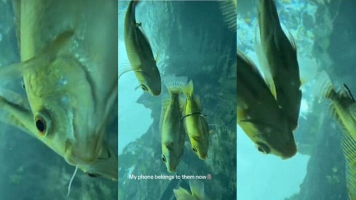 Video: Turista pierde el celular mientras se lanza a cenote de Tulum y capta increíble paisaje marino