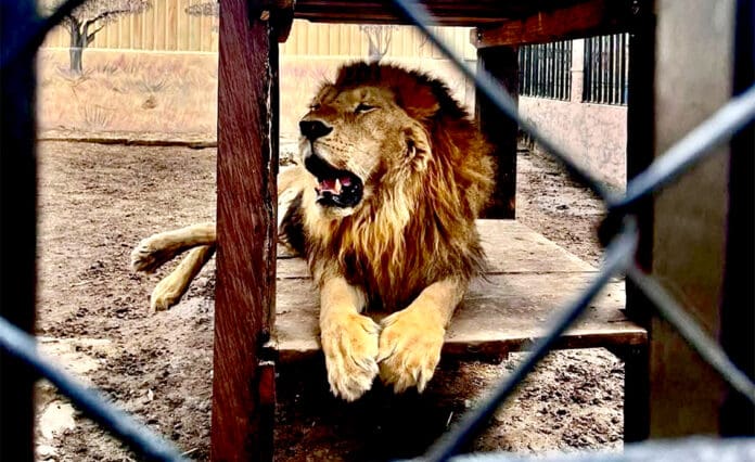 León ataca y mata a su cuidador en un zoológico de Tamaulipas