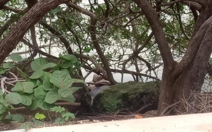 Encuentran los restos de un manatí en la bahía de Chetumal. Por el olor parece que se encontraba en descomposición.