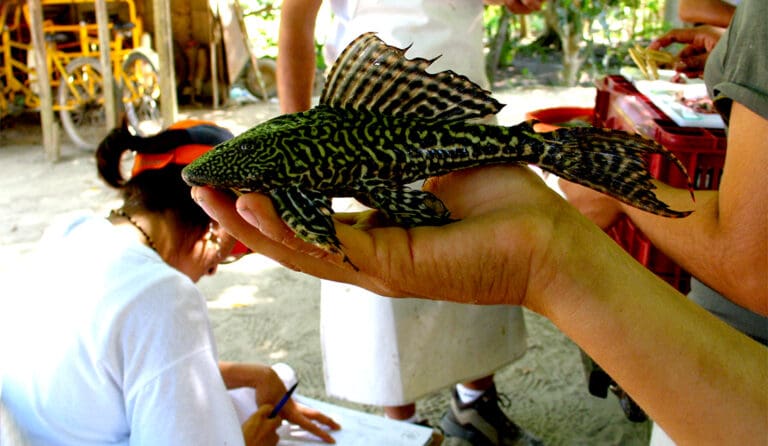 Investigadores en alerta; descubren pez diablo en la laguna de Bacalar