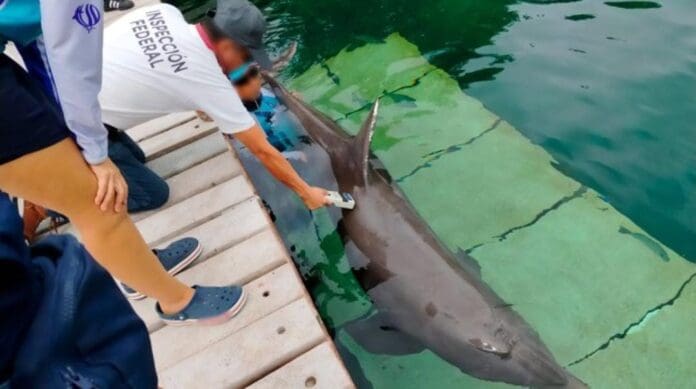 Reportan la muerte de dos delfines en el hotel Barceló en Riviera Maya. Se informó que la Profepa ya investiga.