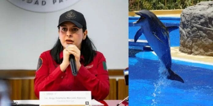 Administración de Estefanía Mercado da seguimiento a muerte de delfín dentro del Hotel Barceló Riviera Maya