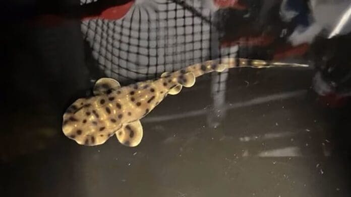 Nace un tiburón en acuario donde solo habían ejemplares hembra en Luisiana, EU