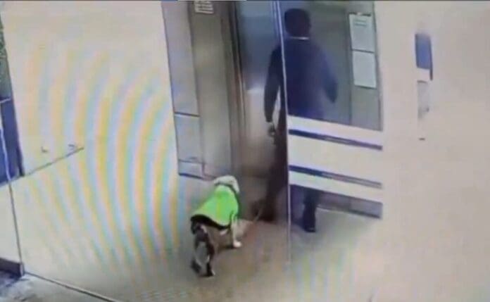 Investigan caso de supuesto médico que maltrató a perrito en hospital de Huixquilucan, Edomex