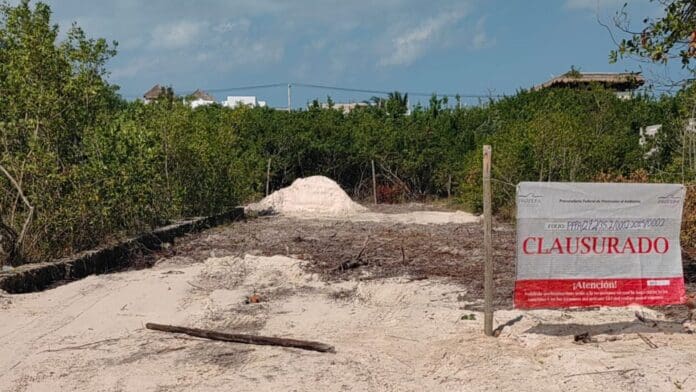 Clausura Profepa tala de mangle en Holbox