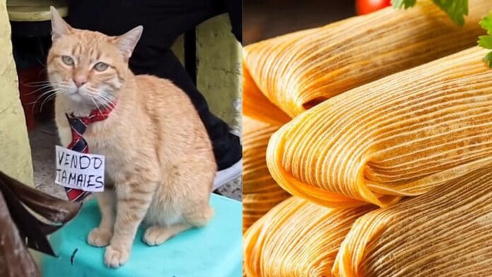 Gatito se vuelve viral por vender tamales en Toluca, Edomex