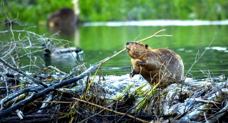 Video: Construyen castores presa en dos días; ahorran tiempo y dinero a Chequia