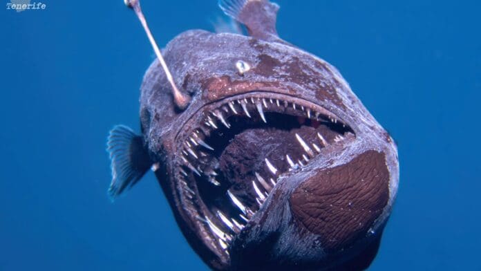 Video: Captan por primera vez en la historia un pez diablo negro vivo en Tenerife, España