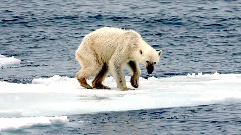 Disminuye población de osos polares por hambre; aumenta el canibalismo