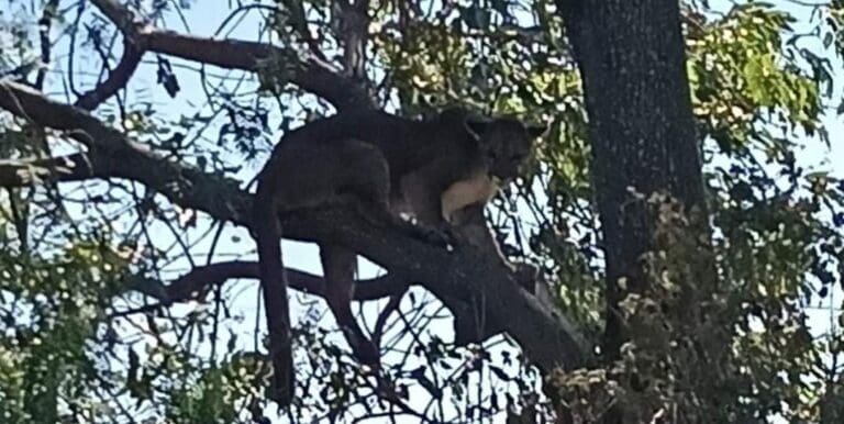 Sorprende el avistamiento de un puma en las calles de Tehuacán, Puebla. Esperan pronto resguardar al felino.