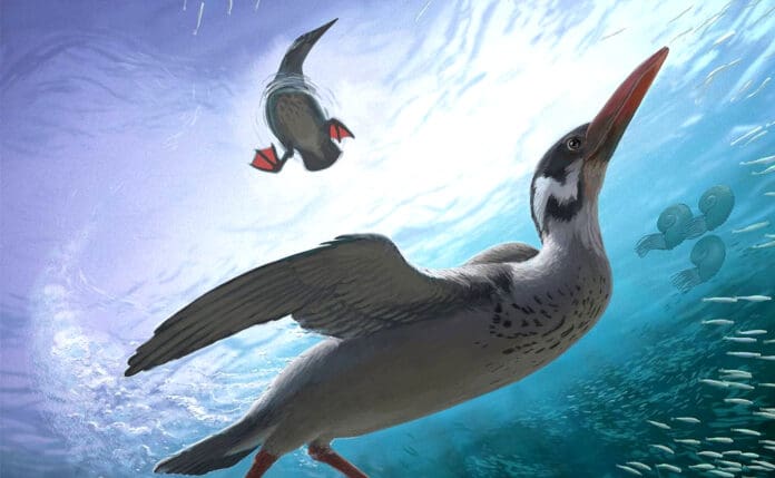 Hallan en la Antártida fósil del ave moderna más antigua; data de hace 69 millones de años