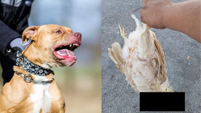 Dos pitbulls atacan a una niña, a mujer, a unos perros y matan una gallina en Villas del Sol, Playa del Carmen1