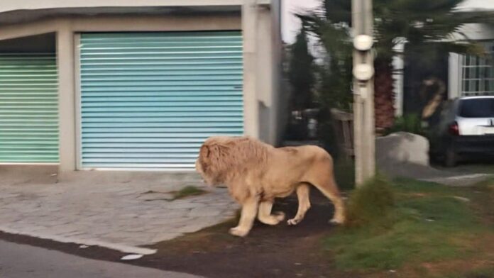 Video: Alertan de un enorme león deambulando en calles de Ocoyoacac, Edomex