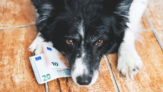 Hombre se separa de su exnovia y jueza le ordena pagar pensión alimenticia para sus mascotas en Brasil