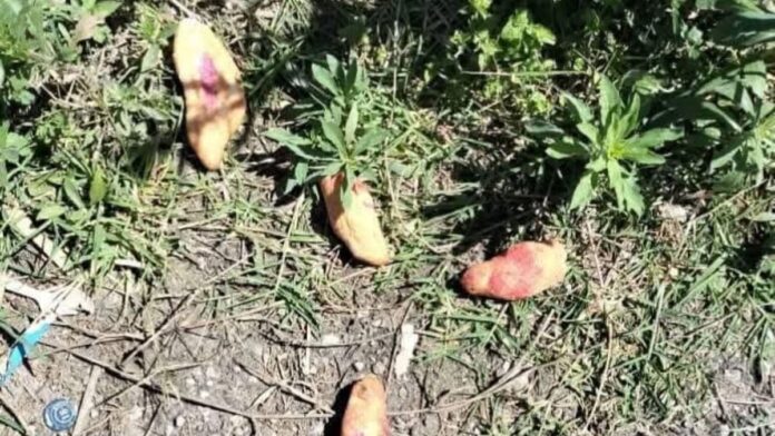 Mueren tres niños por comer pan envenenado en Chiapas