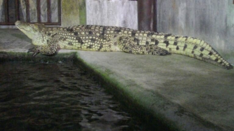 Científicos descubren que alcantarillas de Florida están repletas de cocodrilos y otras especies