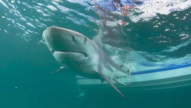 Turista pierde ambas manos al intentar tomarse una selfie con un tiburón