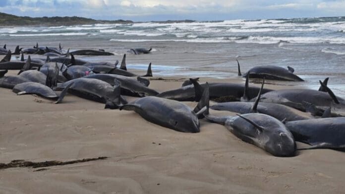 Falsas orcas quedan varadas en una playa aislada de Tasmania sin poder ser rescatadas MiCasino.com