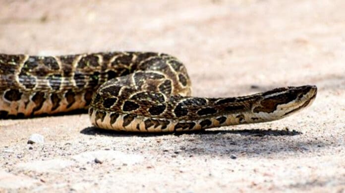 Mujer muere tras la mordedura de una serpiente venenosa en Uruguay